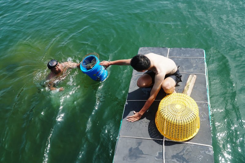 Lặn ngắm san hô trong tour cù lao mái nhà 1 ngày