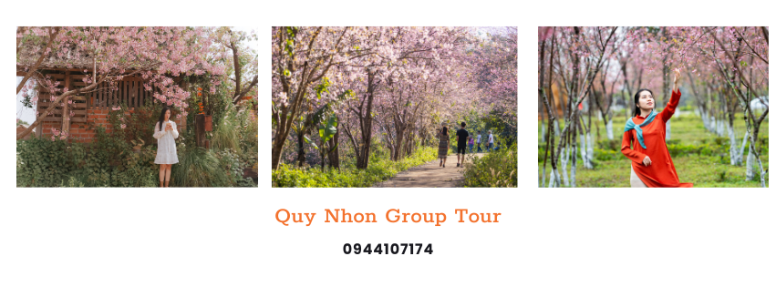 Review mùa mai anh đào Măng đen chụp ảnh