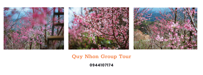 Review mùa mai anh đào Măng đen